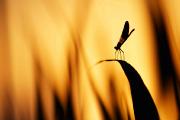 1° Classificato - Damiano Cristiana_Damselfly_