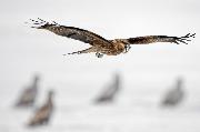 BERNARDESCHI VALTER_Feeding Red Kite