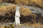 Bariviera Daniele_Folletto bianco_cat_Wildlife