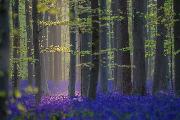 1°Classificato - Bendini Matteo_Hallerbos-the-magic-forest2_cat_Wildlife