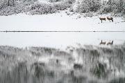 Biagi Davide_Allo specchio_cat_Wildlife