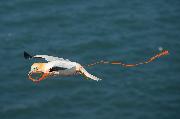 Bonora Maurizio_ Eleganza_cat_Wildlife
