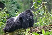 Cerri Flavio_Cogitoergosum_cat_Wildlife