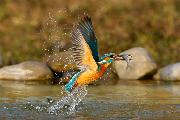 Costa Loris_Martino_cat_Wildlife