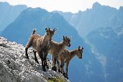 Del Negri Giorgio_Giovani stambecchi_cat_Wildlife