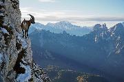 2°Classificato - Del Negri Giorgio_Stambecco_cat_Wildlife