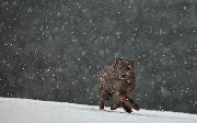 Frescura Giovanni_Danza_cat_Wildlife