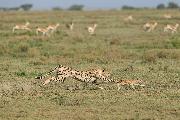 Lonati Matteo_Lo sgambetto_cat_Wildlife