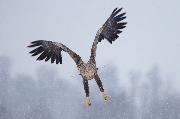 Parentella Samuele_Aquila di mare_cat_Wildlife