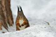 Parentella Samuele_Scoiattolo europeo_cat_Muzzana