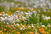 RICCI VITTORIO_Cattle egret