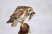 RIZZATO PIERLUIGI_Short eared owl