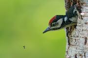 1° Classificato - RIZZATO PIERLUIGI_Woodpecker and spyder