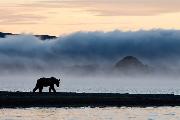 Ramella Milo Angelo_Prime luci_cat_Wildlife