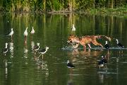 Schianchi Gianni_Volpe con preda_cat_Wildlife