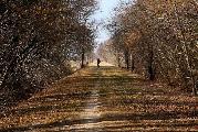 Vicario Marco_la strada del bosco_cat_Muzzana