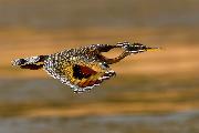 Opera Segnalata - Zanetti Mirko_Sunbittern_cat_Wildlife