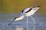 AGOSTO 2015 - Avocetta