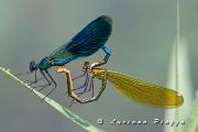 CALOPTERYX SPLENDENS - AGOSTO 2011