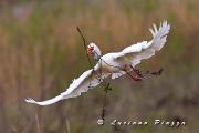 AIRONE GUARDABUOI - Canon Eos 1D mark 3  EF 300mm f2,8 IS + 1,4X