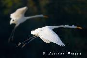 AIRONE BIANCO MAGGIORE - Canon Eos 40D  EF EF 300mm f2,8 IS + 1,4X