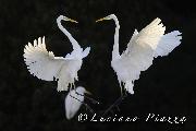 SETTEMBRE 2014 - Airone bianco maggiore
