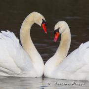 CIGNO REALE - Canon Eos 1D mark 4  EF 300mm f2,8 IS + 1,4X
