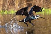 CORMORANO Canon Eos 1D mark 4  EF 300mm f2,8 IS + 1,4X