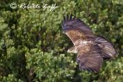AQUILA DEL BONELLI - DICEMBRE 2012 - Eos 1D Mk4 - Ef 500/4L IS - 1/2500 f4,5 - iso 2000