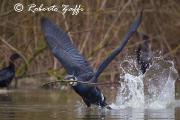 CORMORANO - FEBBRAIO 2011 - Eos 1D Mk4 - Ef 500/4L IS - 1/1000 f4,0 - iso 400