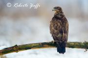 POIANA - FEBBRAIO 2013 - Eos 1D Mk4 - Ef 400/2,8L IS II - 1/1000 f2,8 - iso 400