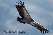 GRIFONE - GENNAIO 2012 - Eos 1D Mk4 - Ef 500/4L IS - 1/1600 f5,0 - iso 400