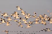 LUGLIO 2014 - Avocetta
