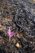 MARCO MARANGONI - Fiore su terra bruciata 