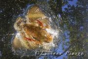 AGOSTO 2014 - Martin pescatore