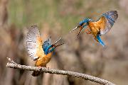 MARTIN PESCATORE Canon Eos 20D EF 300mm f 4 + 1,4X