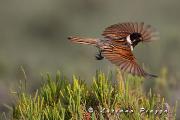 MIGLIARINO - Canon Eos 1D mark 4  EF 300mm f2,8 IS + 2X