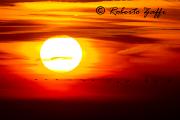 NOVEMBRE 2012 - Eos 1D Mk4 - Ef 500/4L IS - 1/1000 f11 - iso 200
