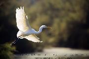 NOVEMBRE 2014 - Airone bianco maggiore