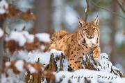 LINCE - NOVEMBRE 2011