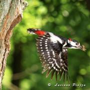 PICCHIO ROSSO MAGGIORE - Canon Eos 1D mark 3  EF 300mm f2,8 IS + 1,4X