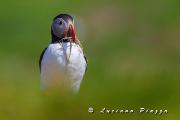 Pulcinella di mare - Canon Eos 1D mark 4  EF 300mm f2,8 IS + 2X 