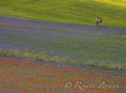 RENATO ZORDAN - Castelluccio