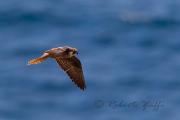 FALCO DELLA REGINA - SETTEMBRE 10 - Eos 1D Mk4 - Ef 500/4L IS + 1,4X - 1/1250 f8,0 - iso 800