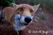VOLPE - SETTEMBRE 2012 - Eos 1D Mk4 - Ef 17-40/4L - 1/1250 f4,0 - iso 3200