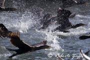 CORMORANO - SETTEMBRE 2013 - Eos 1D Mk4 - Ef 400/2,8L IS II - 1/640 f16 - iso 540