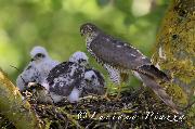 LUGLIO 2014 - Sparviere