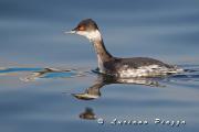 SVASSO PICCOLO - Canon Eos 1D mark 4  EF 300mm f2,8 IS + 2X