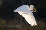 AIRONE BIANCO MAGGIORE - Eos 1D Mk4 - Ef 500/4L IS - 1/1600 f5,0 - iso 400