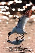 AVOCETTA - Canon Eos 40D  EF EF 300mm f2,8 IS + 1,4X